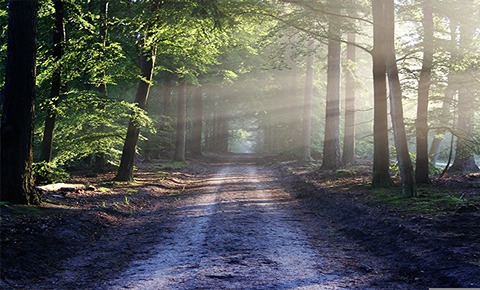 A dirt road through the woods